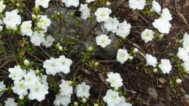 K800_20.Mai 2011 016.webp