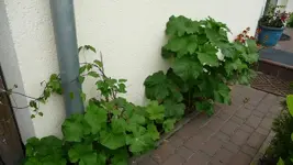 K800_20.Mai 2011 018.webp
