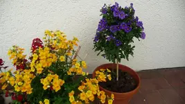 K800_20.Mai 2011 022.webp