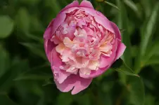 DSC05150.webp