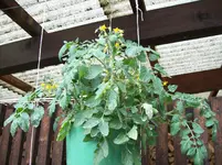 100_3284.webp