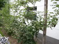 100_3273.webp