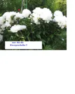 Janine.webp
