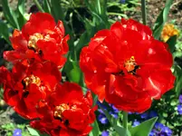 P4283738 Tulpen.webp