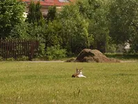 P5218713 Wer stört.webp