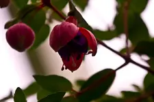 Botanischer Garten Erlangen  17.5 (25 von 189).webp