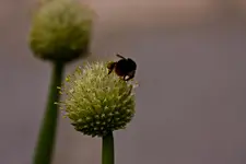 Botanischer Garten Erlangen  17.5 (3 von 189).webp