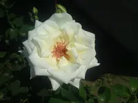 DSC01029.webp