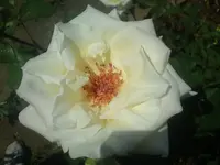 DSC01031.webp