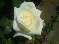 DSC01030.webp