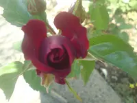 DSC01032.webp