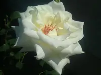 DSC01034.webp