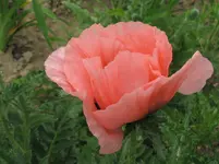 IMG_2763_1067x800.webp