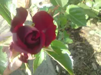 DSC01033.webp