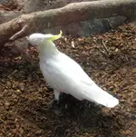 Kakadu v.webp