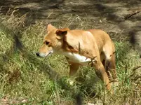 Dingo v.webp
