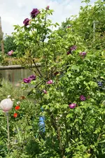 DSC05193.webp