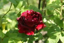 DSC05188.webp