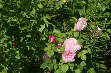 DSC05190.webp