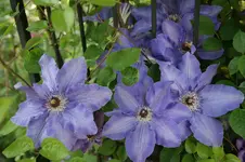 Natascha Ced.webp