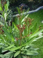 Ludwigshafen Garten 162.webp
