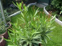 Ludwigshafen Garten 163.webp