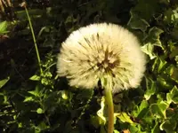 tn_IMG_1311v.webp