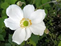 tn_IMG_1950 v.webp