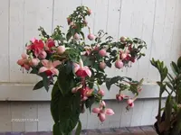 HPIM6462.webp
