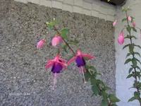 HPIM6461.webp