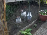HPIM6459.webp