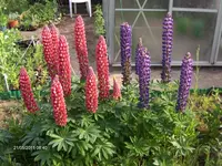 HPIM6446.webp