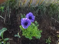 HPIM6444.webp