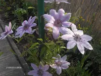 HPIM6443.webp