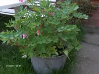 HPIM6438.webp
