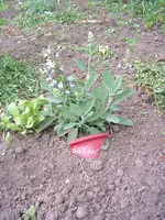 DSCF0054.webp