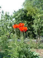 DSCF0049.webp