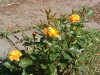 DSCF0051.webp