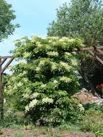 DSCF0050.webp