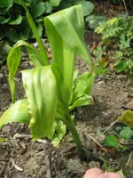 IMG_bretilla striata_600x800.webp