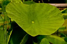 Botanischer Garten Erlangen  17.5 (170 von 189).webp