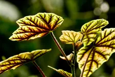 Botanischer Garten Erlangen  17.5 (125 von 189).webp