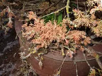 Tännchen_2.webp