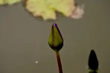 Botanischer Garten Erlangen  17.5 (29 von 189).webp
