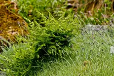Botanischer Garten Erlangen  17.5 (97 von 189).webp