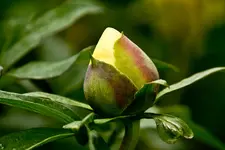 Botanischer Garten Erlangen  17.5 (160 von 189).webp