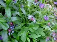 k-DSCF0043.webp