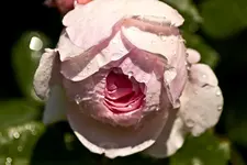 Botanische 22.5 550D (30 von 34).webp