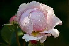 Botanische 22.5 550D (31 von 34).webp