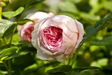 Botanische 22.5 550D (32 von 34).webp